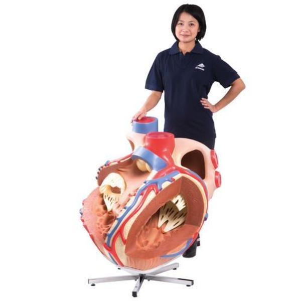 3B Scientific Giant Heart, 8 times life-size - w/ 3B Smart Anatomy 1001244